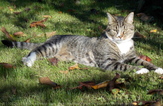 Photo de Chat domestique