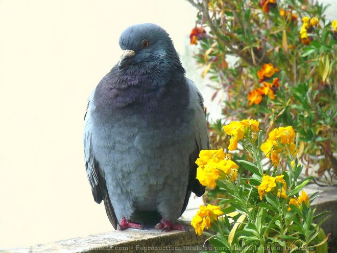 Photo de Pigeon