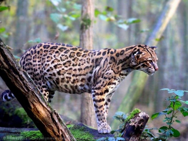 Photo d'Ocelot