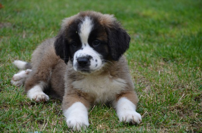 Photo de Saint-bernard poil long