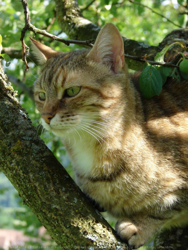 Photo de Chat domestique