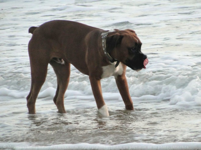 Photo de Boxer