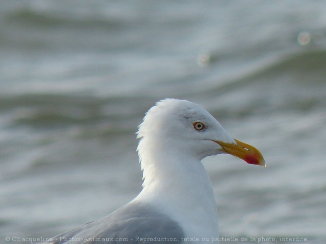 Photo de Goeland