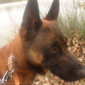 Photo de Berger belge malinois