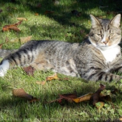 Photo de Chat domestique