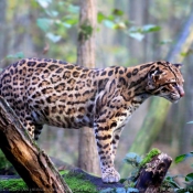 Photo d'Ocelot