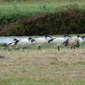 Photo d'Ibis sacr