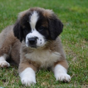 Photo de Saint-bernard poil long