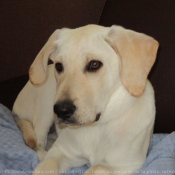 Photo de Labrador retriever