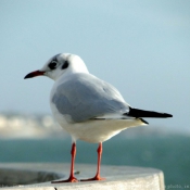 Photo de Mouette