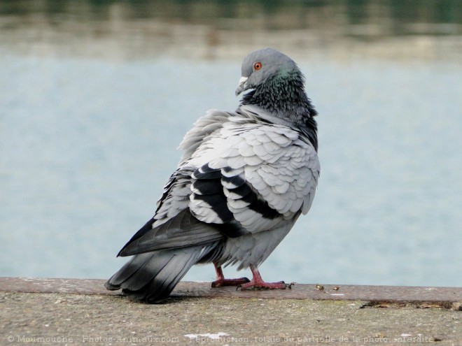 Photo de Pigeon