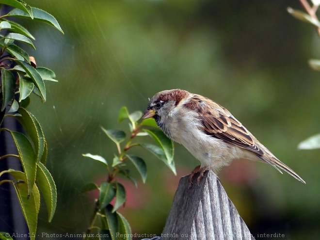 Photo de Moineau