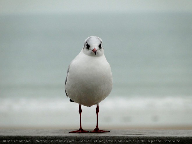 Photo de Mouette