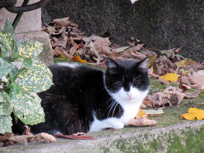 Photo de Chat domestique