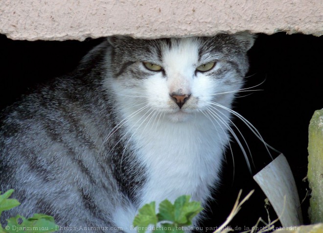 Photo de Chat domestique