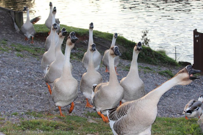 Photo d'Oie de guine