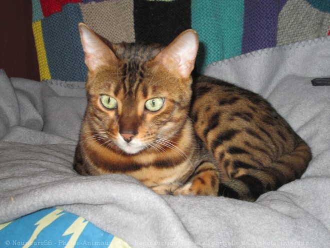 Photo de Bengal