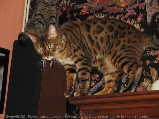 Photo de Bengal