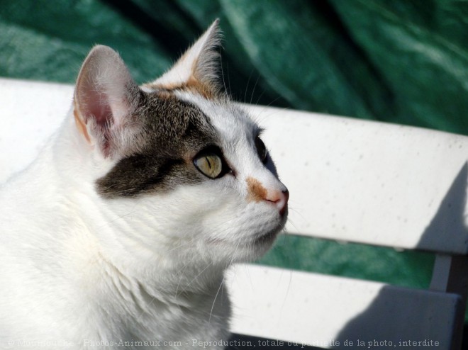 Photo de Chat domestique