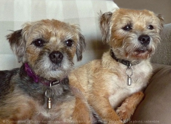 Photo de Border terrier