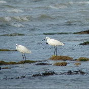 Photo d'Aigrette