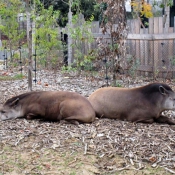 Photo de Tapir