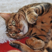 Photo de Bengal