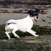 Photo de Jack russell terrier