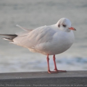 Photo de Mouette