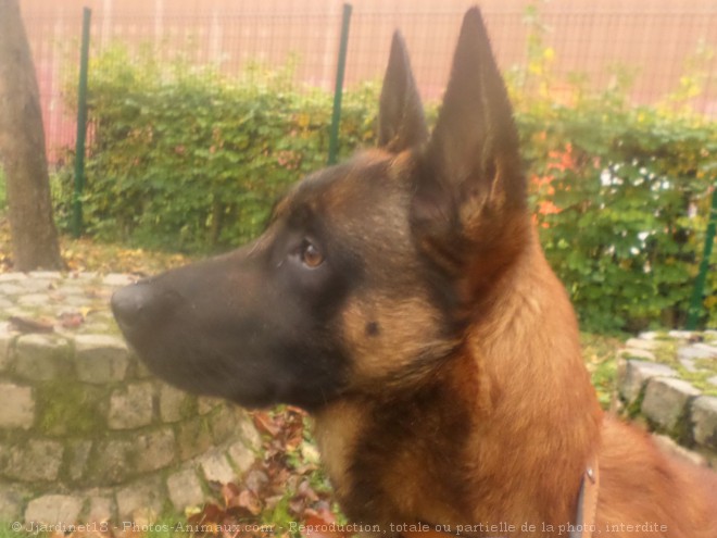 Photo de Berger belge malinois