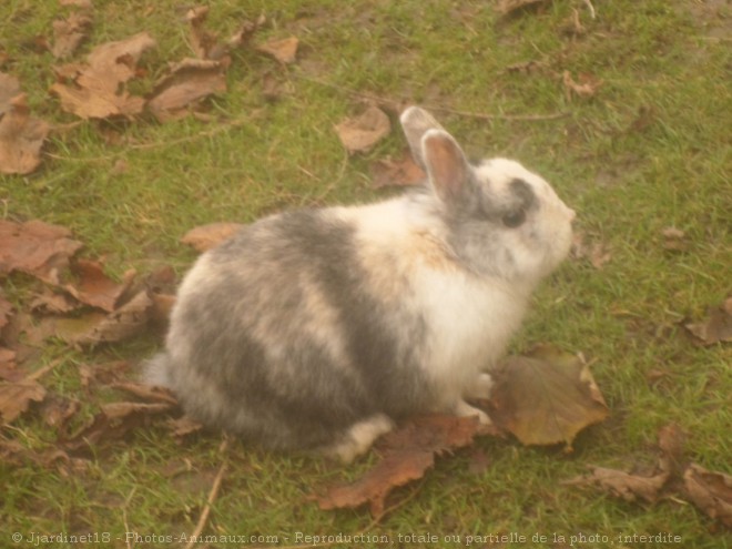 Photo de Lapin