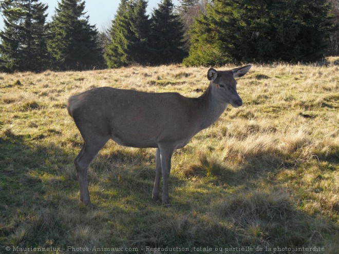 Photo de Biche