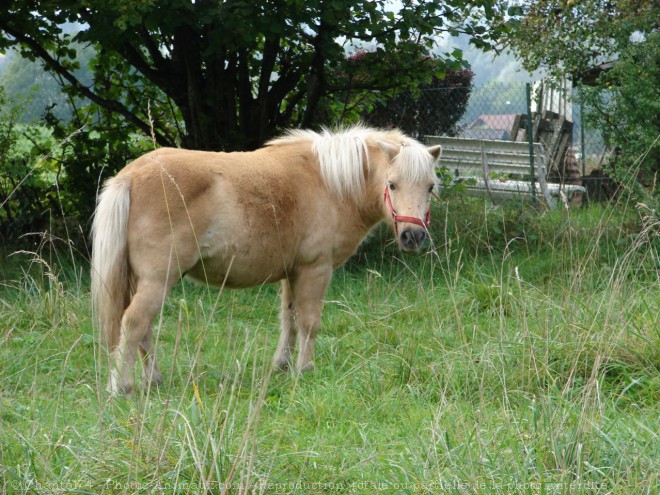 Photo de Poney (toutes races)