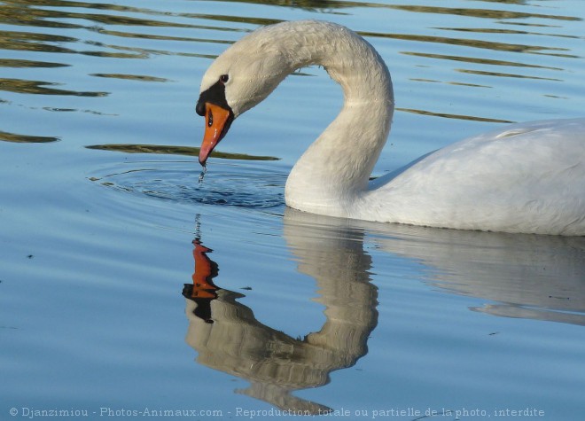 Photo de Cygne