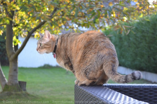 Photo de Chat domestique