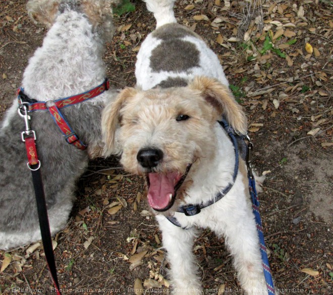 Photo de Fox terrier  poil dur