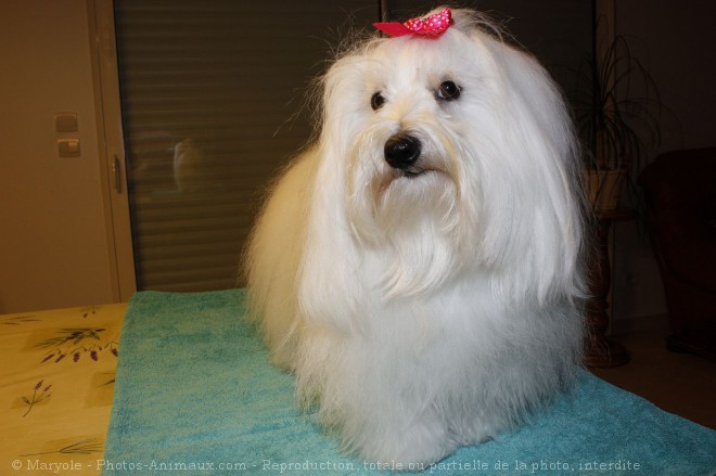 Photo de Coton de tulear