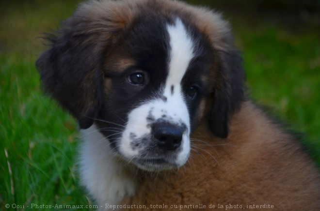 Photo de Saint-bernard poil long