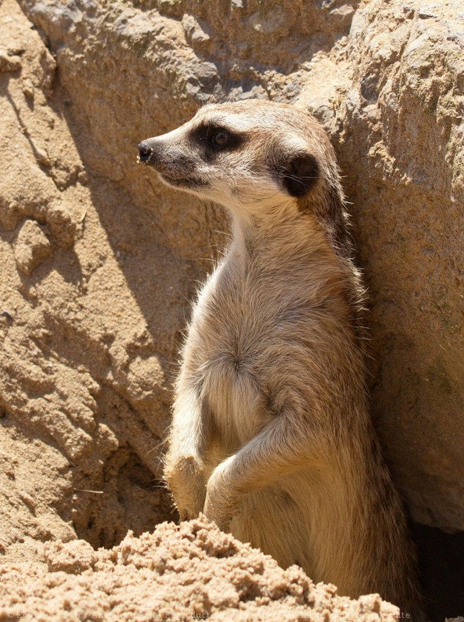 Photo de Suricate