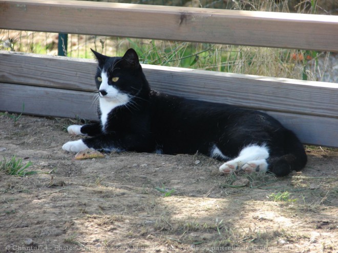 Photo de Chat domestique