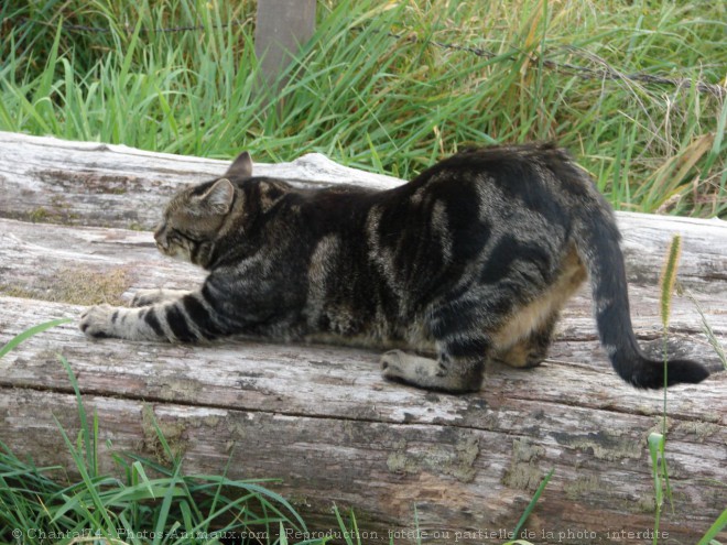 Photo de Chat domestique