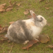 Photo de Lapin