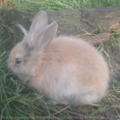 Photo de Lapin