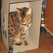 Photo de Bengal