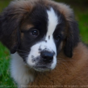 Photo de Saint-bernard poil long