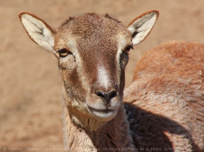 Photo de Mouflon