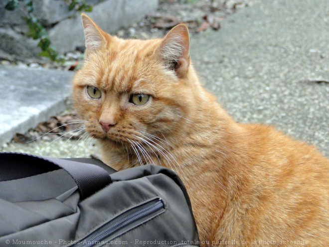 Photo de Chat domestique