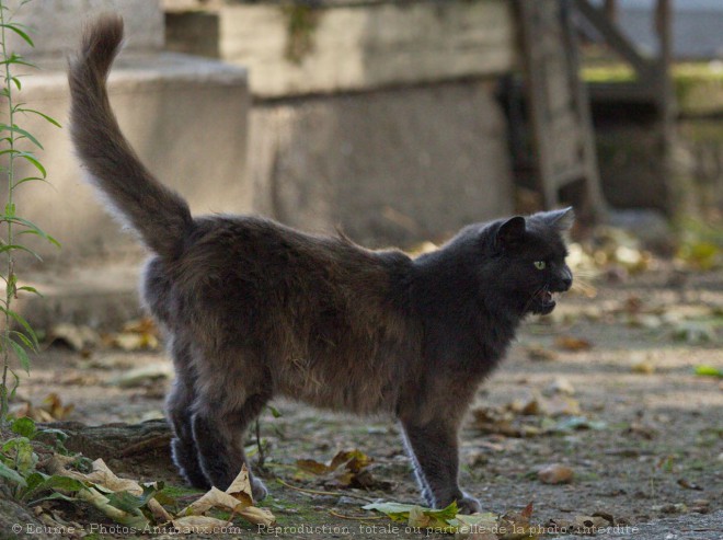 Photo de Chat domestique