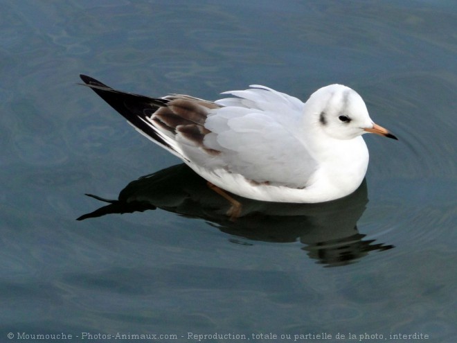 Photo de Mouette