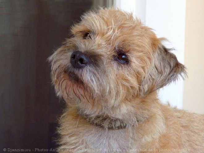 Photo de Border terrier